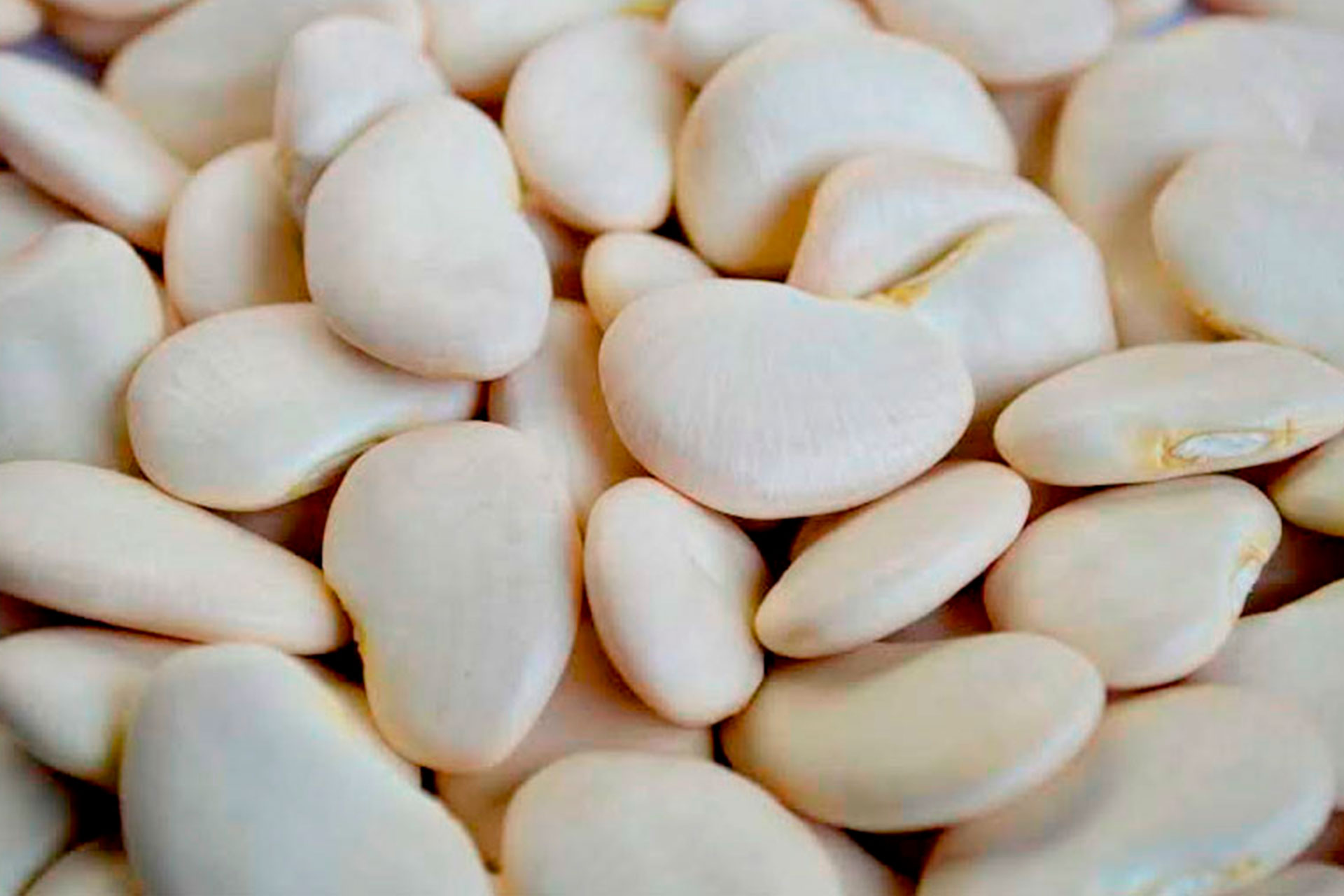 Gold Land Pulses Jumbo Lima beans