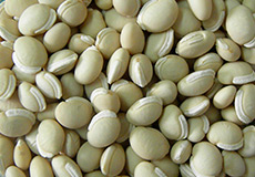 Frijol Zarandaja