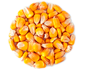 shape22